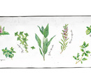 ����� ������������� Herbarium