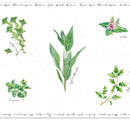 �������� ��� ������� Herbarium